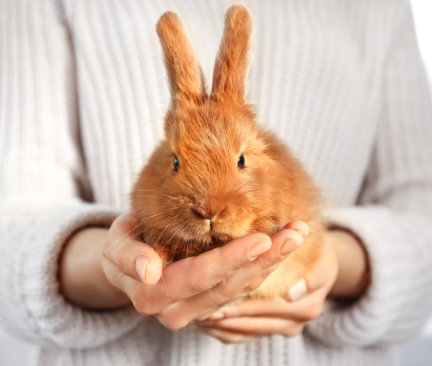 kozmetika netestovaná na zvieratách, králik