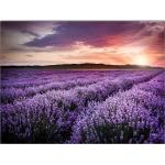 Obrazy viacfarebné 70x100 s motívom Lavender 