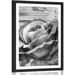 Plagáty bielej farby v elegantnom štýle s kvetinovým vzorom zo striebra 20x30 s motívom: Ruža 