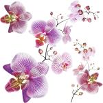 Samolepky prírodné s kvetinovým vzorom z polyvinylchloridu s motívom: Orchidea v zľave 